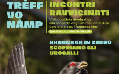 Incontri ravvicinati – Scopriamo gli urogalli